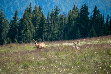 two deer in the forest