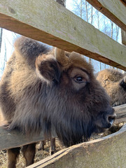 Аurochs, bison. National reserve Smolensk Lakeland. Bison in natural habitat