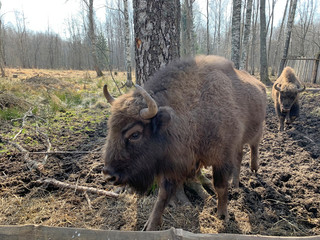 Аurochs, bison. National reserve Smolensk Lakeland. Bison in natural habitat