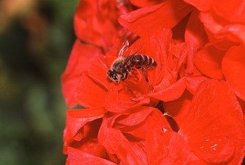 Honeybee, Begonia, Blossom, Flower, Nectar, Food, Scena, Merano, Bolzano, South Tyrol, Italy