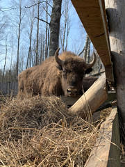 Аurochs, bison. National reserve Smolensk Lakeland. Bison in natural habitat
