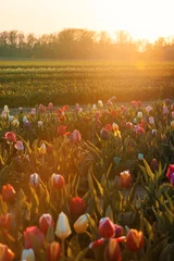 Keuken spatwand met foto Tulip in farm sunrise © rabbit75_fot