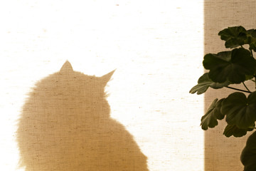 A cat sits behind a curtain. The shadow of the animal on the curtain. In the foreground is a geranium flower. Quarantine workplace at home