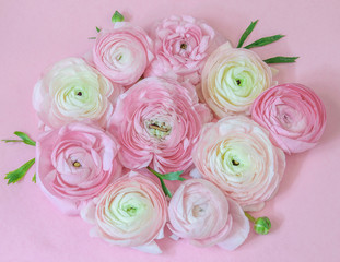 Bouquet of spring ranunculus or buttercups on the pink background closeup, top view, flat lay. Nice art color of pastel pink blossom. Greeting card for mom's day, women day, valentine's day or easter.