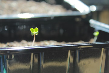 Little green seedlings in pots filled with soil have recently germinated from seeds. The young spring plants shoots grow, getting ready for transplantation into garden.