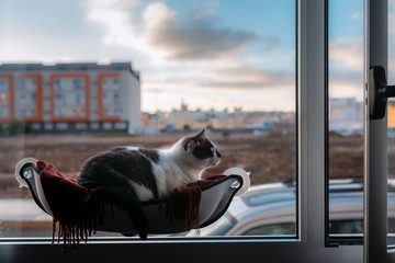 gato blanco y negro acostado en una hamaca junto a la ventana, toma el aire y mira al exterior