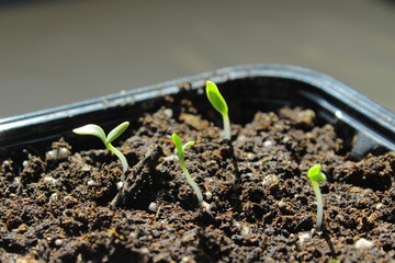 Little green seedlings in pots filled with soil have recently germinated from seeds. The young spring plants shoots grow, getting ready for transplantation into garden.