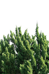 Fototapeta premium Isolated tree on white background