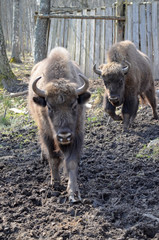Аurochs, bison. National reserve Smolensk Lakeland. Bison in natural habitat