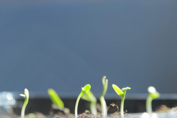 Little green seedlings in pots filled with soil have recently germinated from seeds. The young...