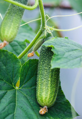 Cucumbers in the greenhouse