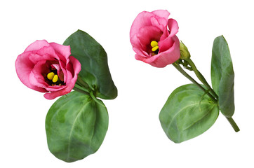 Set of pink eustoma flowers and leaves