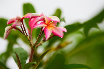Colorful flowers in the garden.Plumeria flower blooming.Beautiful flowers in the garden