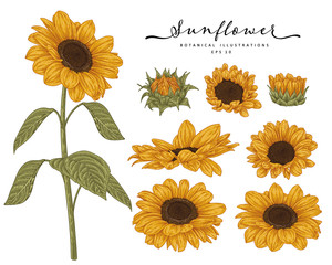 Sketch Floral decorative set. Sunflower drawings. Highly-detailed line art isolated on white backgrounds. Hand Drawn Botanical Illustrations. Elements vector.