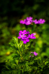 purple flowers in the garden
