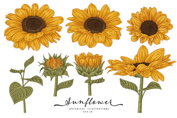 Sketch Floral decorative set. Sunflower drawings. Highly-detailed line art isolated on white backgrounds. Hand Drawn Botanical Illustrations. Elements vector.