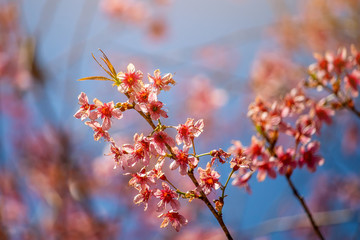 The bundle of pink cherry blossom in the sunny day with the blue sky background. 