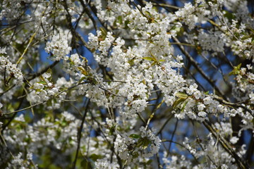 Fleurs au soleil et de nuit