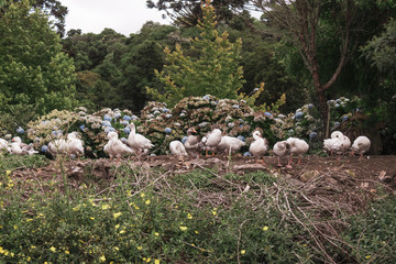Brazilian Nature Landscapes River Farm Animals