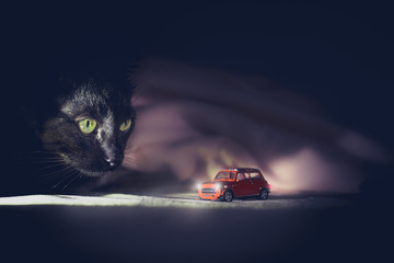 Il mio gattino nero guarda la macchinina © Girlando