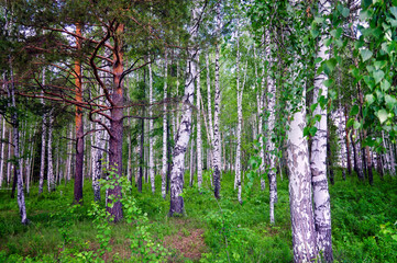 Summer landscape birch grove close-up. Trunks of birch trees close up in grove.