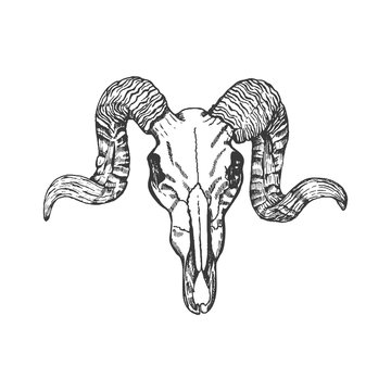 Ram Skull Drawing Images – Browse 1,173 Stock Photos, Vectors, and Video |  Adobe Stock