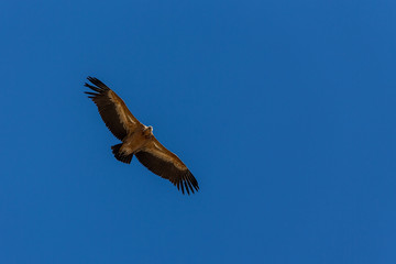 Fototapeta premium Griffon vulture (Gyps fulvus) in flight over the Sierra de Grazalema in Andalusia, Spain.