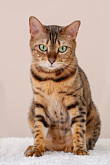 Bengal cat sitting doing pose on studio background