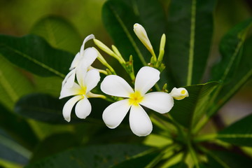 Fototapeta premium Colorful flowers in the garden.Plumeria flower blooming.Beautiful flowers in the garden