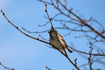 bird on branch