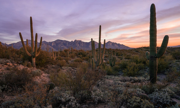 Desert Sunset in Tucson Arizona © YUKOinSUNSHINE