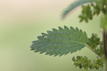 Urtica dioica annual nettle green plant very common shady places with irritating thorns although cooked is edible