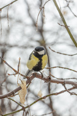 A tit sits on a branch in the winter. Wintering birds.