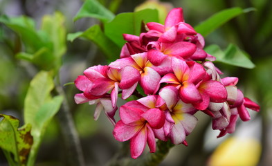 Colorful flowers in the garden.Plumeria flower blooming.Beautiful flowers in the garden	