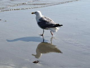 seagull on beach