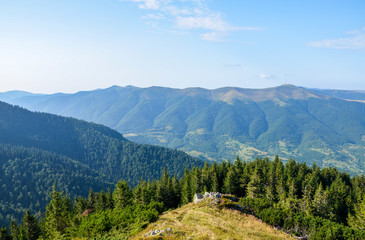Fototapeta na wymiar Forest on a grassy of the carpathian Krasna ridge. wonderful sunny scenery on the horizon under the blue sky with some clouds. mountain range in the distance