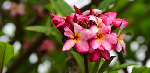 Fototapeta premium Colorful flowers in the garden.Plumeria flower blooming.Beautiful flowers in the garden 
