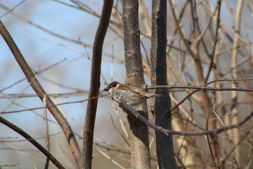 squirrel on tree