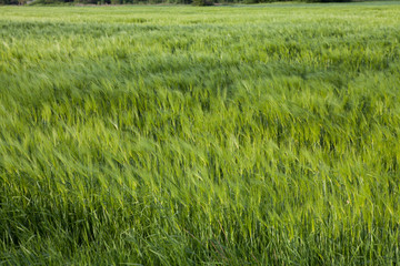 field of green wheat in to late spring early summer on the wind