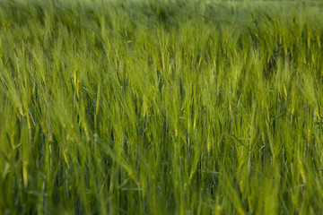 field of green wheat in to late spring early summer on the wind