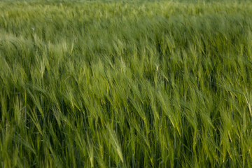 field of green wheat in to late spring early summer on the wind