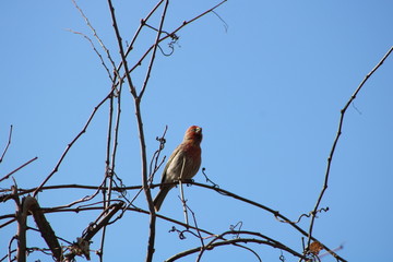 bird on branch