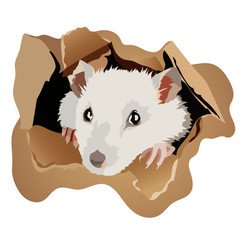 White rat, mouse vector image