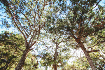 Trees