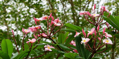 Colorful flowers in the garden.Plumeria flower blooming.Beautiful flowers in the garden	