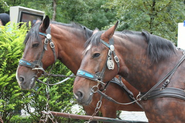 Obraz premium portrait of a horse