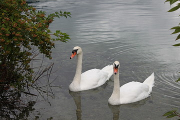 swans on the lake