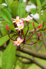Colorful flowers in the garden.Plumeria flower blooming.Beautiful flowers in the garden