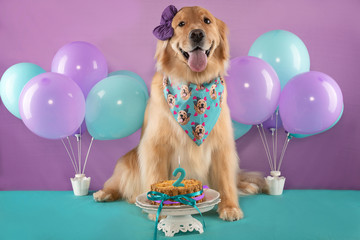beautiful golden retriver dog with tongue out, bow and bandana at birthday party with cake and...