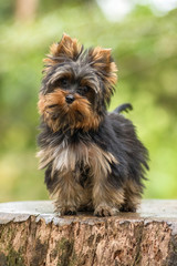 Yorkshire in the park on top of the trunk